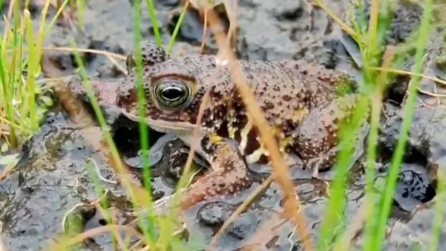 மேற்கு தொடர்ச்சி மலைத்தொடர் சந்திக்கும் அதீத பிரச்னைகள் : மனித குறுக்கீடு அறிய இனங்களை அழிவுக்கு கொண்டு செல்லுமா? 