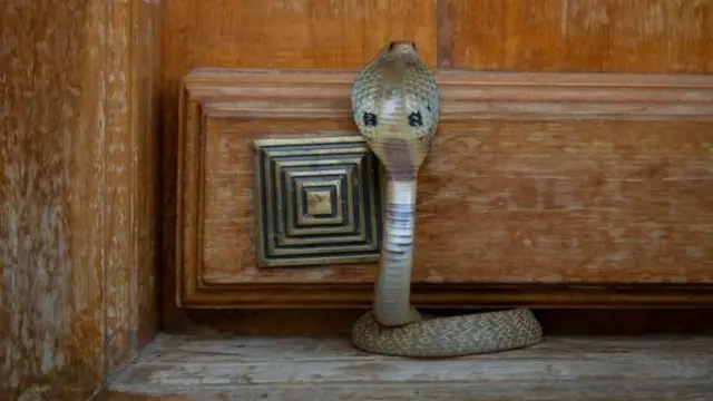 ભારતમાં સાપ પકડનારાને જ ઘણી વખત કેમ સાપ ડંખી જાય છે અને તેમનું મૃત્યુ થાય? કોબ્રા, રસલ વાઇપર, સાપ પકડવા વનવિભાગની મોબાઇલ ઍપ્લિકેશન, સાપનો ફોટો પાડવો જોઈએ, બીબીસી ગુજરાતી સાથે સમજો, બીબીસી ન્યૂઝ