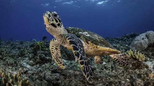 ਪਾਪੂਆ ਨਿਊ ਗਿਨੀ