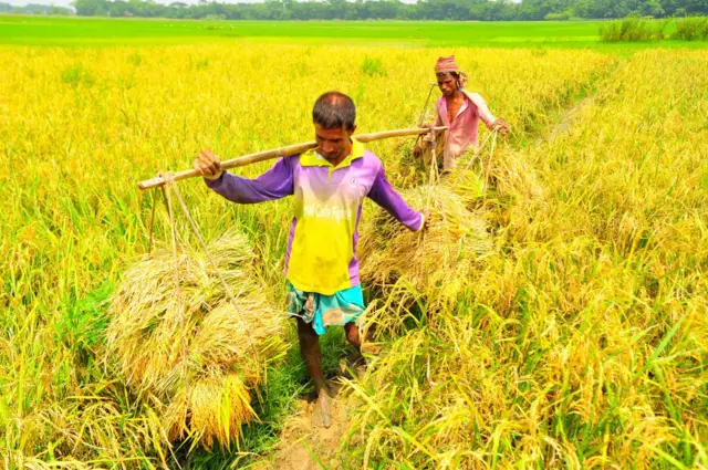 ডিজেলের দাম বৃদ্ধির প্রভাব পড়বে কৃষিখাতে