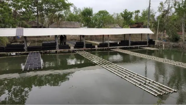 পুকুরে প্লাস্টিকের ছোট বাক্সে ভরে কাঁকড়া নরম করা হয়। এটি হচ্ছে কাঁকড়া নরম করার প্রজেক্ট।