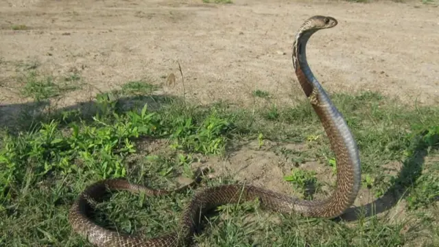 ભારતમાં સાપ પકડનારાને જ ઘણી વખત કેમ સાપ ડંખી જાય છે અને તેમનું મૃત્યુ થાય? કોબ્રા, રસલ વાઇપર, સાપ પકડવા વનવિભાગની મોબાઇલ ઍપ્લિકેશન, સાપનો ફોટો પાડવો જોઈએ, બીબીસી ગુજરાતી સાથે સમજો, બીબીસી ન્યૂઝ