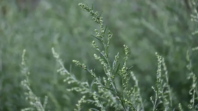 نباتات خضراء