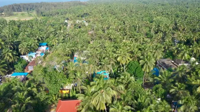 కోనసీమ కొబ్బరి