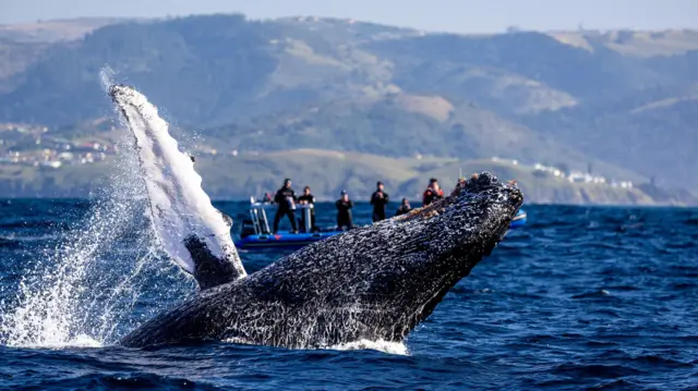 देवमाशाचा प्रातिनिधिक फोटो