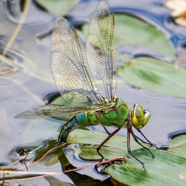 Libélula verde