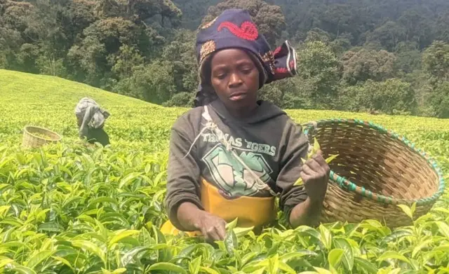 Mukabatsinda Odette (umusoromyi w'icyayi Gisakura) yaturutse iwabo i Karongi