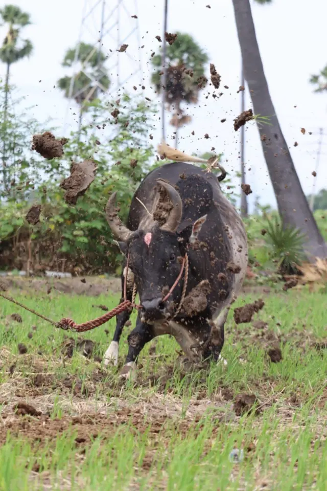 ஏறு தழுவுதலின் வரலாறு