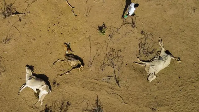 Loon hongeedhaan dhuman