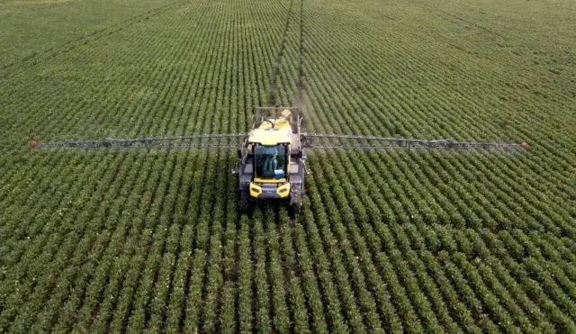 ਸੋਫੀਆ ਡਿਕ ਚਿਕੋ,ਕੋਰੋਬਾ