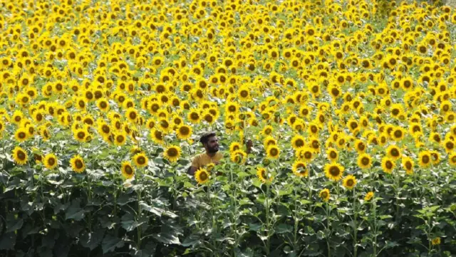 ਸੂਰਜਮੁਖੀ