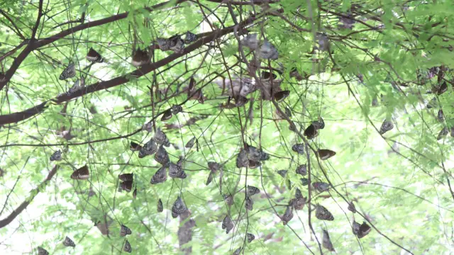 மதுரை, பட்டாம்பூச்சிகள், இயற்கை
