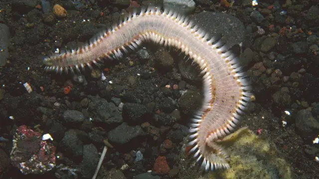 ਫਾਇਰਵੋਰਮ