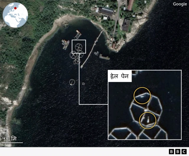 समुद्रमा ह्वेल पालिएको ठाउँ