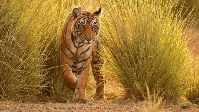 વાઘ, વન્યજીવન, પ્રાણીઓ, ગુજરાત, બીબીસી ગુજરાતી 