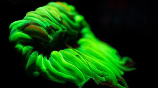 Anêmona verde fluorescente