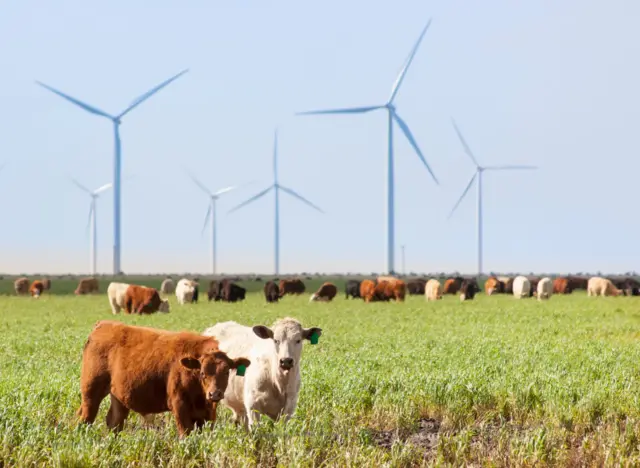 Vacas em frente a hélices de energia eólica