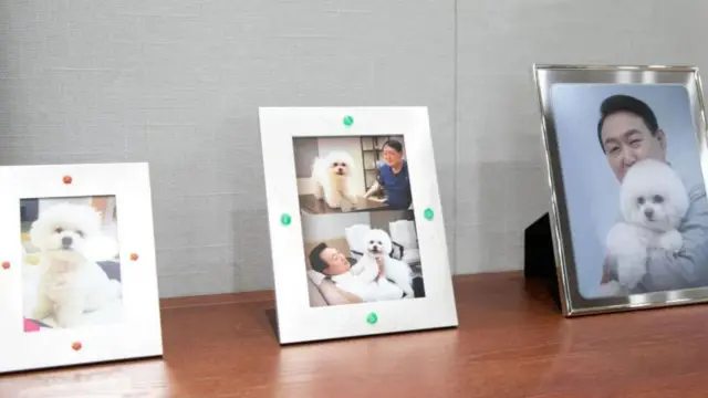 विद्यमान राष्ट्राध्यक्ष यून सुक योल आणि त्यांच्या पत्नीकडे एकूण 6 कुत्रे आहेत.