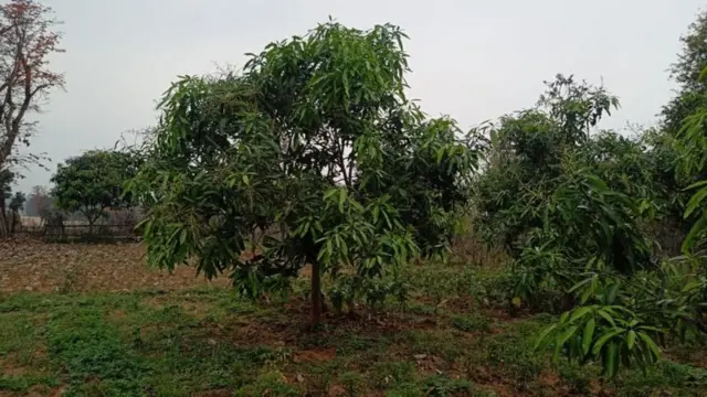 બીબીસી ગુજરાતી 