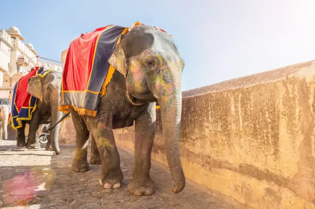 ஆண் யானை