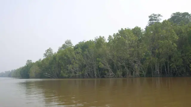 Asmat, sungai, gizi buruk, hutan