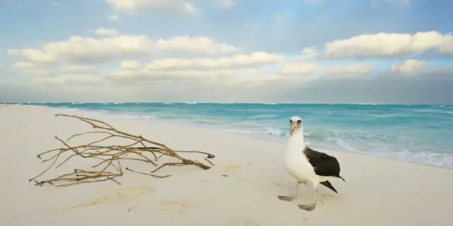 Albatros photographié sur l'atoll de Midway.