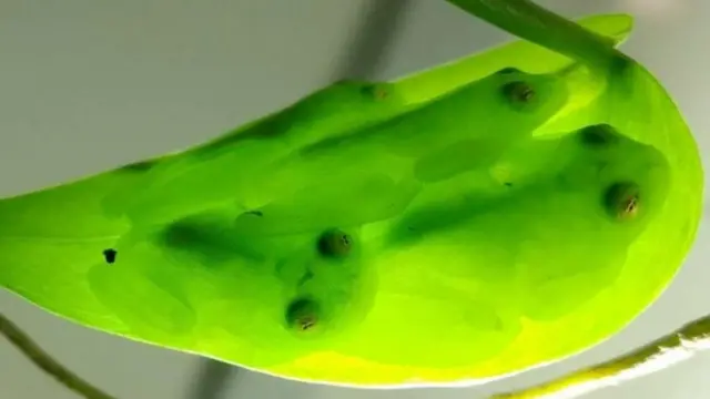 Les grenouilles de cristal passent la journée à dormir.