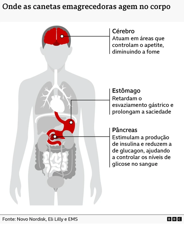 Ilustração de corpo humano mostrando órgãos internos como pulmão, cérebro, estômago e intestino