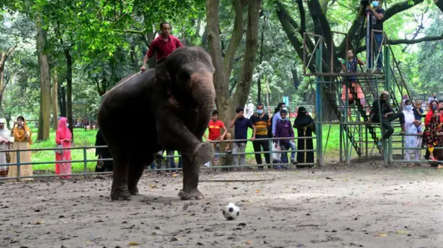 বাংলাদেশে ২০১৭ সাল থেকে ব্যক্তি পর্যায়ে হাতি পালনের লাইসেন্স দিয়ে আসছে বন বিভাগ