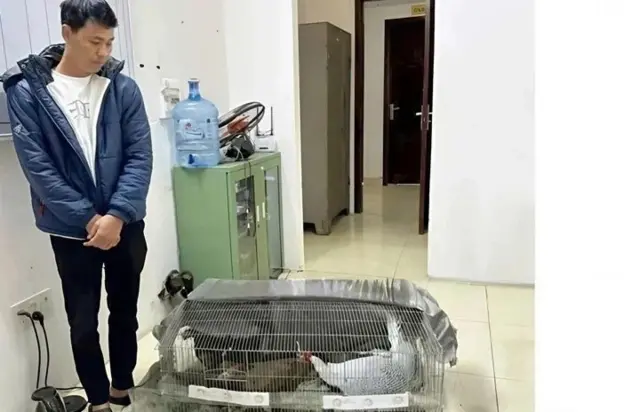 Ông Thái Khắc Thành và bầy gà lôi tang vật Ông Thái Khắc Thành và bầy gà lôi tang vật
