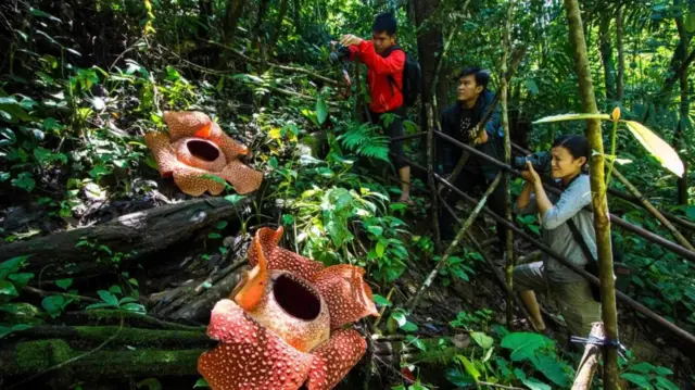 Salah satu kegiatan ekowisata oleh KPPL yang menyediakan jarak antara Rafflesia dan wisawatawan.