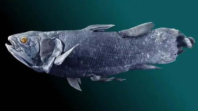 Spesimen coelacanth ditangkap di Grand Comoro pada 1956, sekarang dipajang di Museum Sejarah Alam London.
