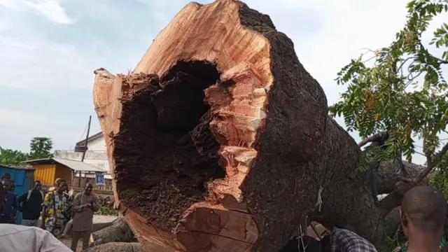 Iho to wa ninu igi Araba to ya lulẹ