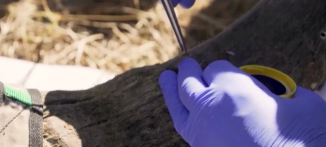 దక్షిణాఫ్రికా, ఖడ్గమృగం