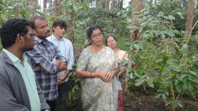 విశాఖ, అరకు, కాఫీ తోటలు, బెర్రీ బోరర్