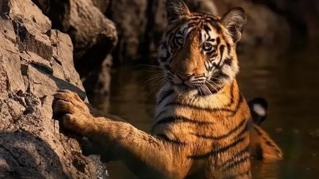 ਇੱਕ ਪੂਰਾ ਵੱਡਾ ਹੋਇਆ ਬਾਘ ਤਲਾਅ ਤੋਂ ਉੱਠਦਾ ਹੋਇਆ ਅਤੇ ਇੱਕ ਚੱਟਾਨ 'ਤੇ ਝੁਕਦਾ ਹੋਇਆ