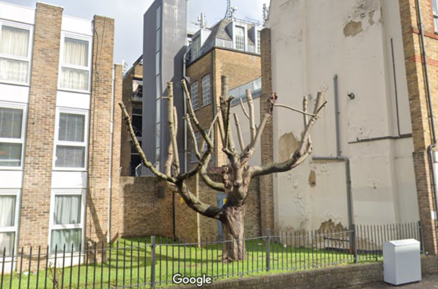 Pared y árbol donde Banksy pintó su mural en Finsbury Park, Londres