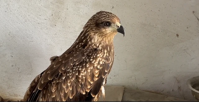 முகமது ஆரிஃபை தோழமையுடன் தேடி வந்த கொண்ட இன்னொரு பறவை