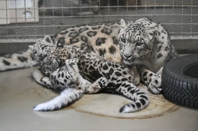 د واورو پړانګان