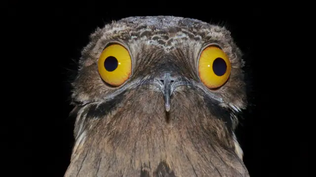 O urutau é uma das espécies de aves noturnas mais enigmáticas da América do Sul e Central