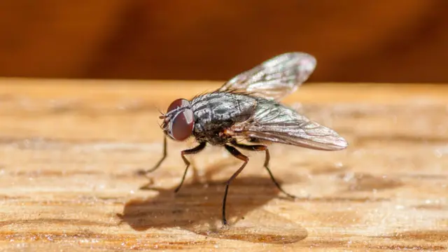 ஈக்கள் பற்றிய இந்த புதிய ஆராய்ச்சி மனித எண்ணங்கள் குறித்து புரிந்துகொள்ள வழிவகுக்கிறது