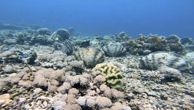 लाबेङ्की टापुनजिकैको जायन्ट क्ल्याम संरक्षण गरिनुपर्ने हबिब बताउँछन्