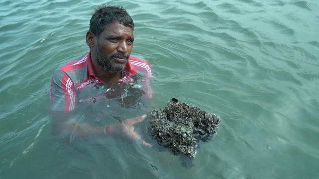 தமிழ்நாடு: மீனவர்களை ஆபத்தில் தள்ளும் கடல் உயிரினம் – அமெரிக்க கப்பலில் சென்னை வந்ததா?