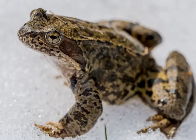 ከም ኣብ ኣርክቲክ ዝኣመሰሉ ኩነታት ዝነብሩ እንቁርዖብ፡ ግሉኮስ ከም ጸረ-ዛሕሊ ይጥቀሙሉ 