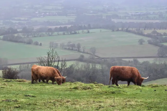 Tres vacas marrones, de pelo largo y con cuernos, comen hierba en el borde de una colina, con campos verdes extendiéndose debajo.