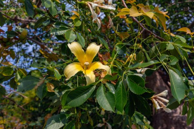 Pour les nutritionnistes, les feuilles de baobab sont un trésor en matière de nutrition