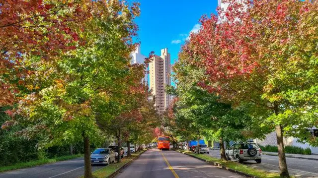 Rua arborizada