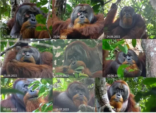 Rakus, orangutan