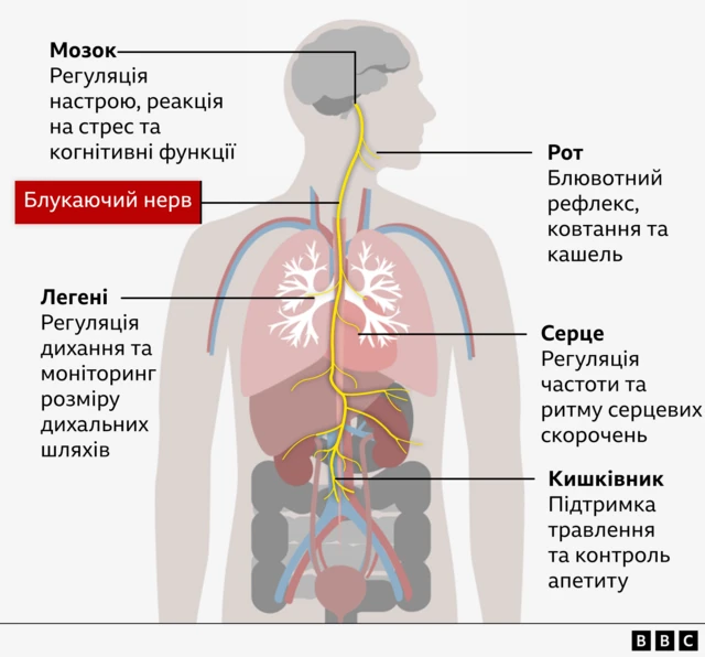 Графіка, які органи контролює блукаючий нерв - мозок, легені, рот, серце та кишківник