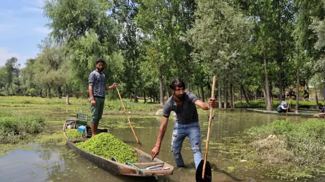 উলারের তীরে ওয়াটার চেস্টনাট তুলছেন বাংলাদেশ গ্রামের যুবকরা